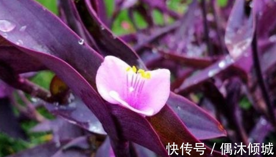 紫色吊兰怎么养才能更旺盛,4个技巧让你的紫色吊兰疯长爆盆