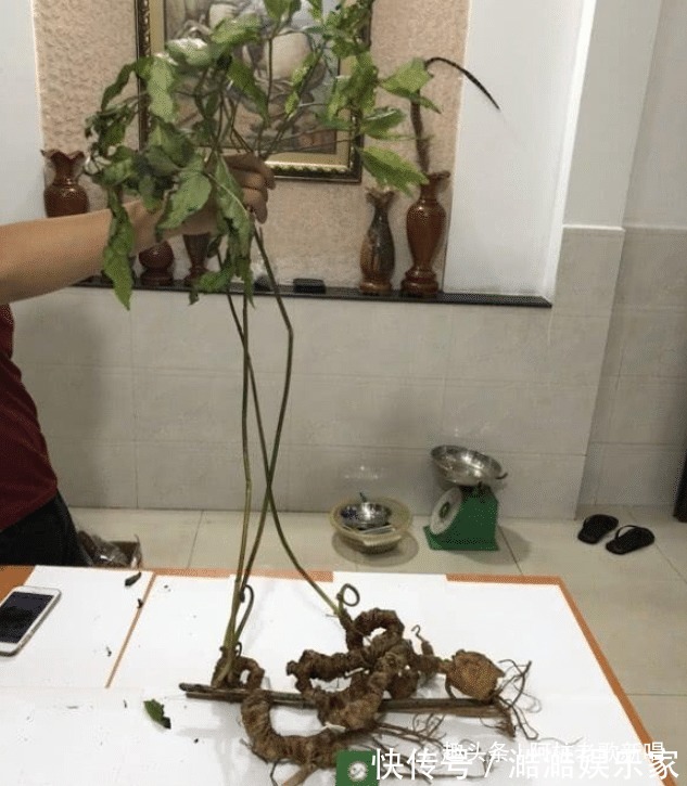 tr百年越南珍珠參，男子花10億拍下，轉手沒人要只好放進冰箱保鮮