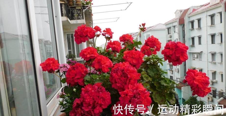 虎刺梅|有2种花,非常皮实好养漂亮,没有虫害、一直开花、花期超长