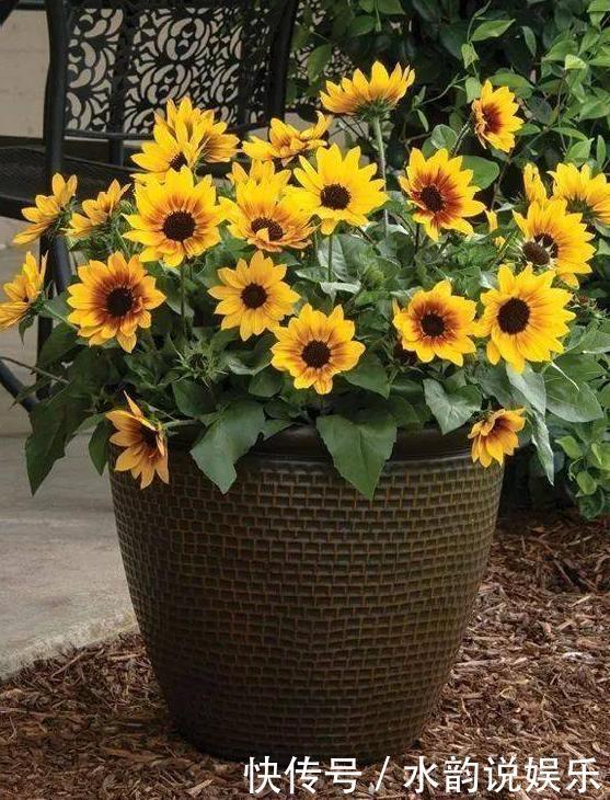 过去一年很火的5种网红花:第一种贵而难养,第三种就是个骗局