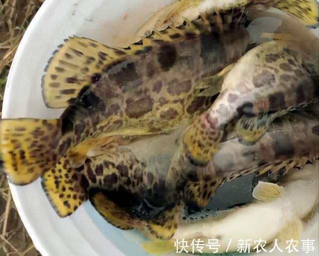 湖北一男子野钓遇上鳜鱼窝,新手在此也能连杆,网友:请假去钓鱼