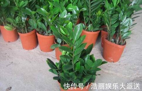 “5种花”养一盆在家，旺人又旺财，一开就是300多天，好养、漂亮