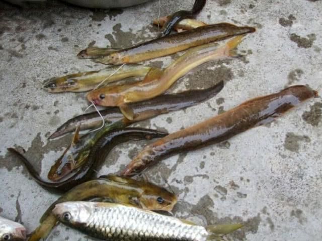 童年|童年钓鱼最怕的就是刀鳅鱼,因为它食性非常凶猛,把钩吞进肚子里