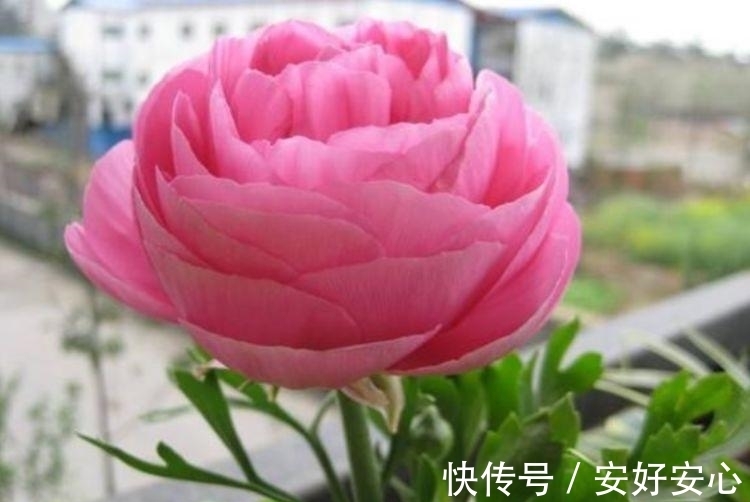 开花最香的4种花,家里养一盆,比牡丹还美,年年开花美翻