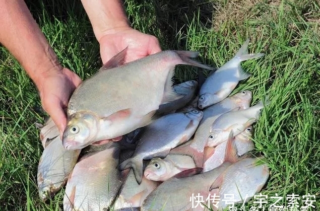 钓了八年鱼，调了八年漂，今天才明白调几钓几其实并不重要