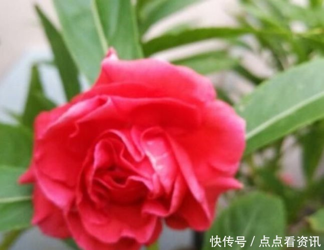 5种花适合夏天养，开花爆盆花期长，繁花似锦，花色美轮美奂