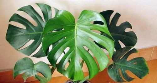  福增寿|叶子形状奇特如龟背，添福增寿意绵长，龟背竹养护跟着专家这样