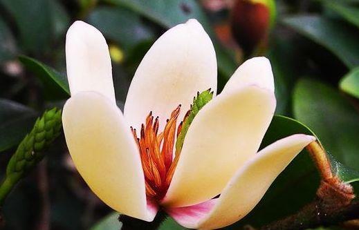 4种花养在家里,变成开花机器,四季繁花似锦,寓意也是超好的