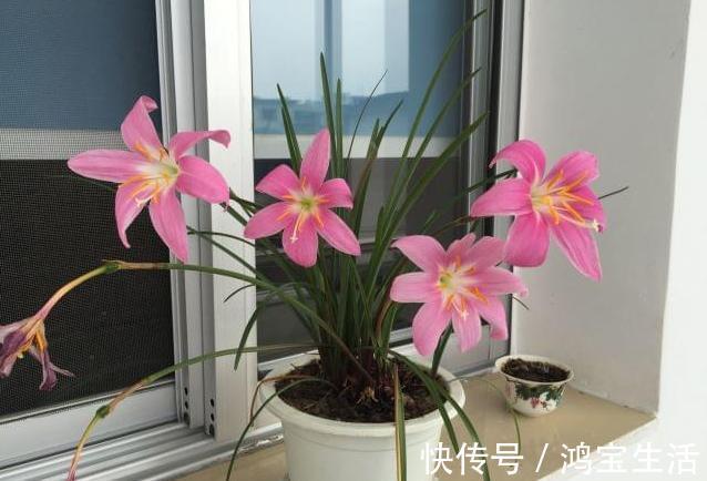 往花盆里丢“电线”,啥花都喜欢,难怪花和叶子“呼呼长”