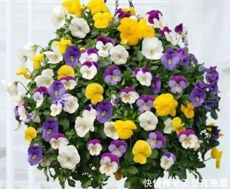 一年四季|此款小花,开花美长势旺,黄绿交辉,展现内敛美