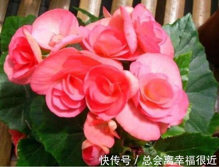 “4种花”养家里,全年开花不断,阳台变成“小花园”!