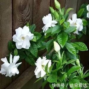 梔子花|家里養10種花，讓身體越來越健康，省下大筆買藥錢，想不長壽都難