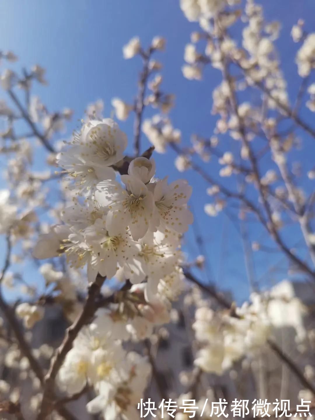 花已初开，春光无限