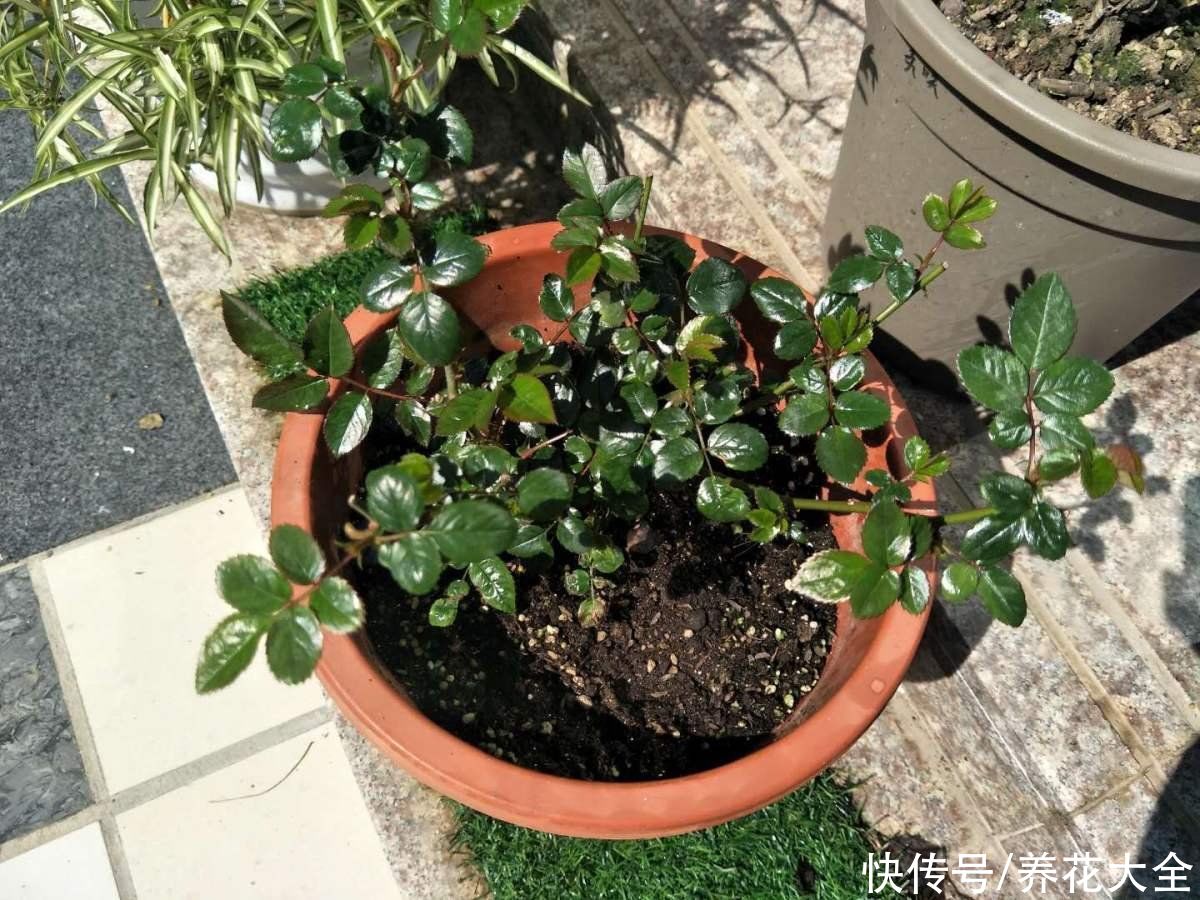 这5种动物粪便，居然是养花神器，越用花卉长得越旺