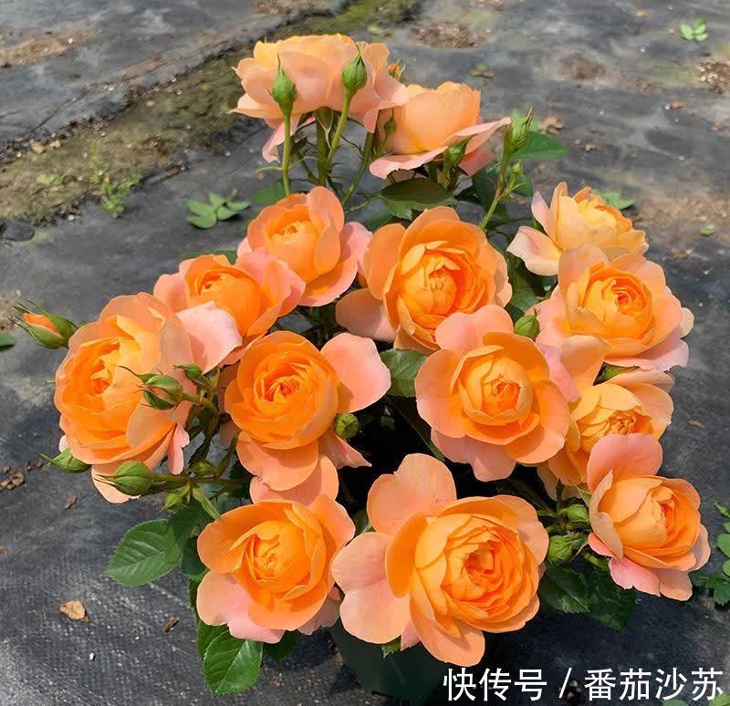 大花微月|都是月季,为啥这个品种尤其“优秀”,适合阳台党盆栽?