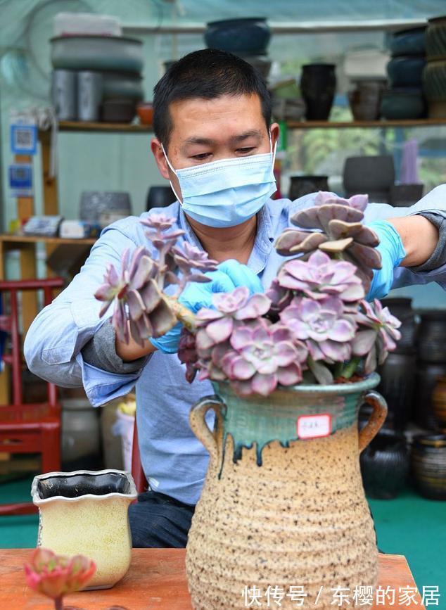 夏天|张大哥养肉10多年,总结出4个“耐热品种”,肉迷都喜欢