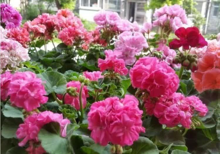 几种花，开花漂亮又好养，开花漂亮财运来，一养就上瘾