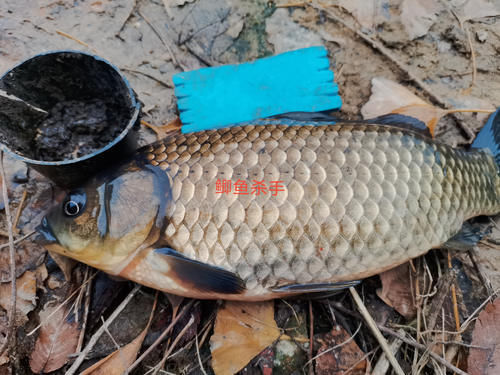 钓鱼|天然的钓饵“添加剂”,鲫鱼喜欢吃,鲤鱼抢着吃,你用过吗?