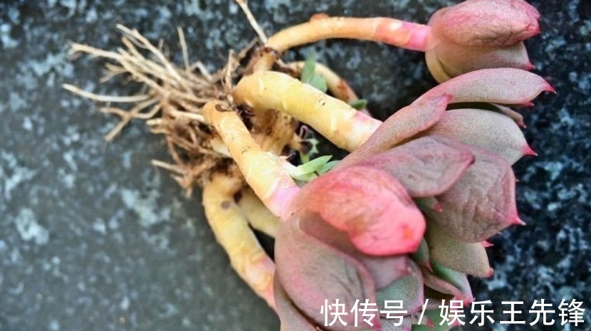 给多肉换盆土期间,没有注意到这些,还不如不动手