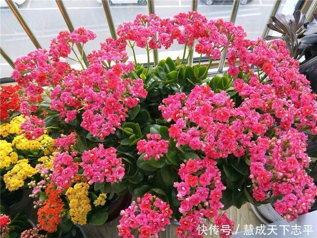 壮观|长寿花“老桩”太难看其实越老越壮观,开成“小花树”