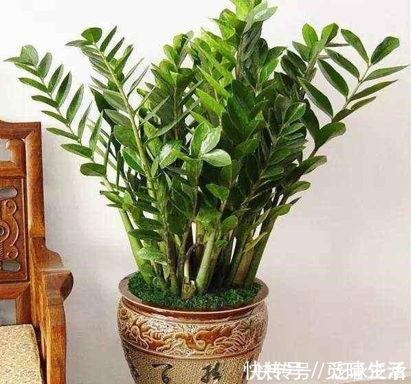 花卉|富贵人家养花，专养这5-6种“寓意好”的“树”，您有在养吗！