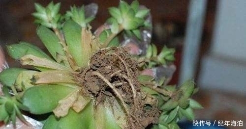 多肉新手害怕“换盆死”，学会这招逃脱换盆死，叶子变得肉嘟嘟