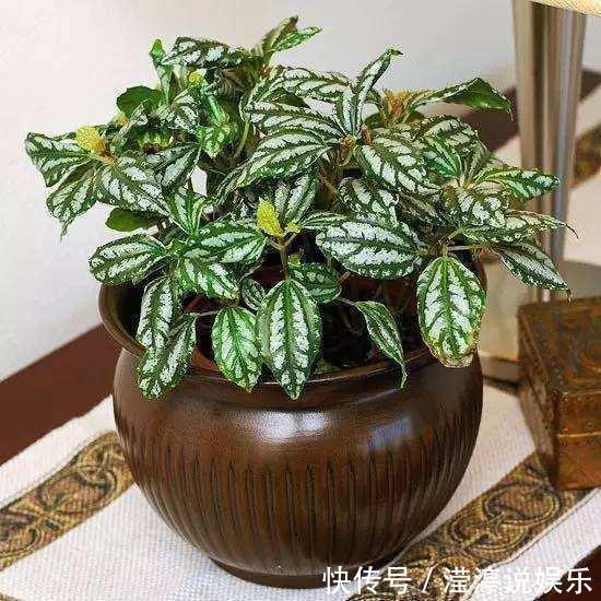 仙人掌|4种适合厨房摆放的植物,居然还这么有用!