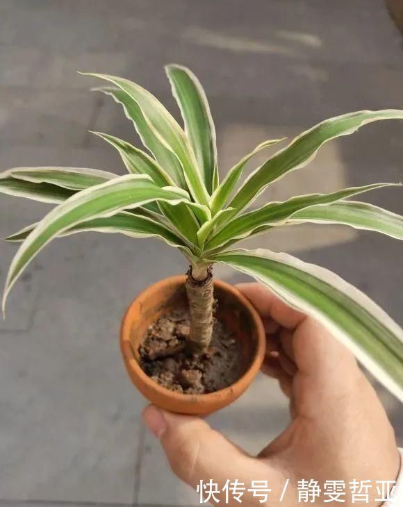 虎皮兰,红掌,吊兰养成老桩，变成大树，真壮观