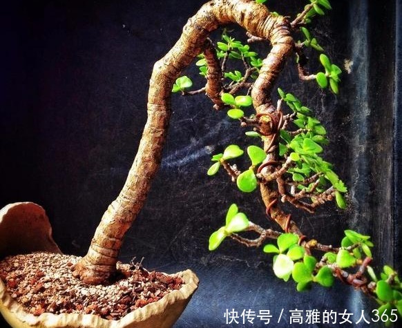 春天养这四款花草,剪得越狠,必定枝繁叶茂,花开满枝