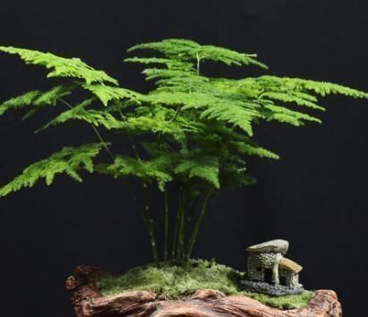 厨房里的“小东西”,拿来养文竹,比绿萝长得快,分分钟成盆景