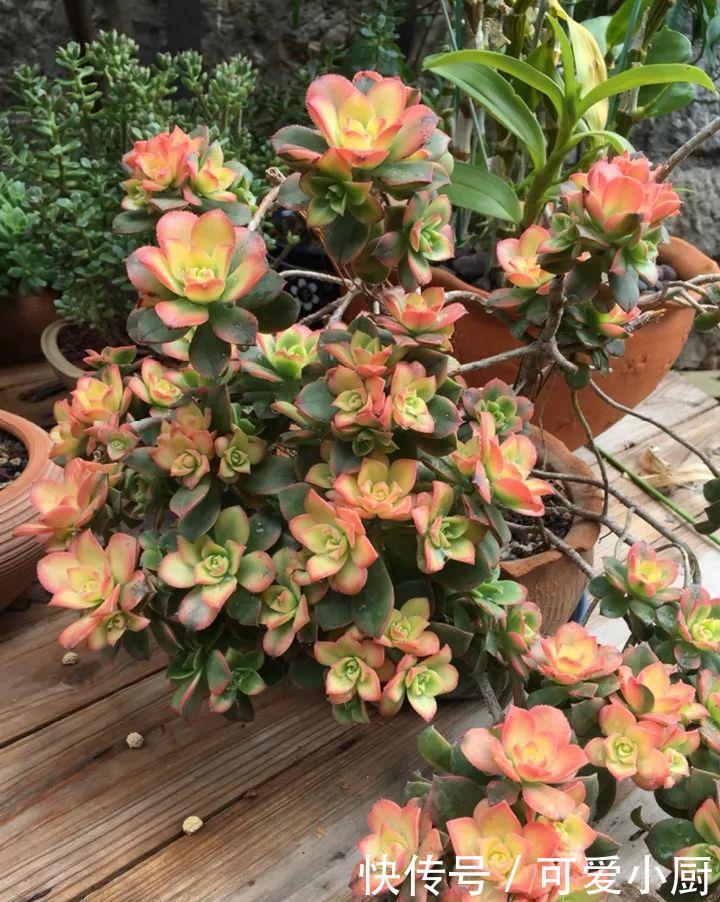 多肉盆栽植物:多肉品种太多了,简单分成6大类,看完再也养不死