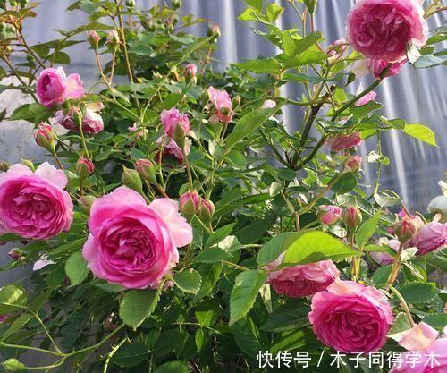 养分|月季花开花越来越少?教你这样做,新芽笋芽一起长,秋天花量翻倍