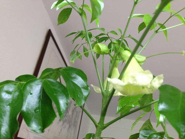 兆头|“6种旺财花”,房子小也要养1盆,开花更是好兆头,富贵吉祥