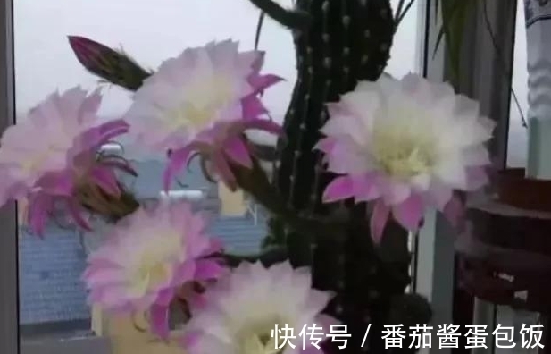 养殖|8种多肉皮实又好养,开花超级美丽,总有一种是你喜欢的