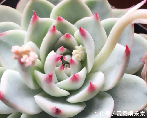 多肉|多肉吉娃莲如何养教你3个小妙招,养出鲜艳饱满有光泽的吉娃莲