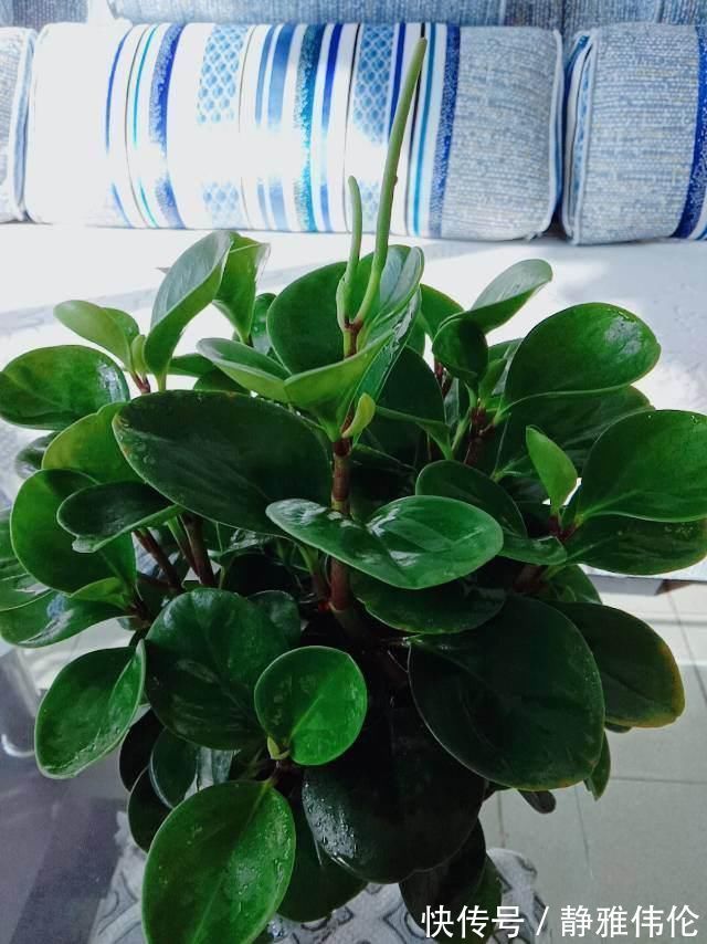 矿泉水瓶|8种花现在扦插，成活率超高，一周就生根