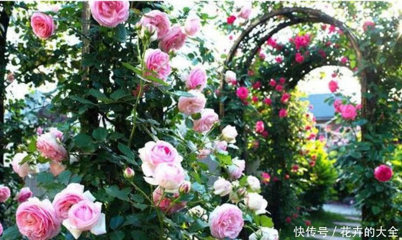 新手养花,就买3种“便宜又好养”的花,花期长、花朵多!