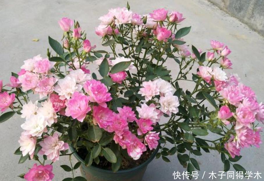 家里养上“4种花”，好养易打理，花色柔美，花朵烂漫迷人