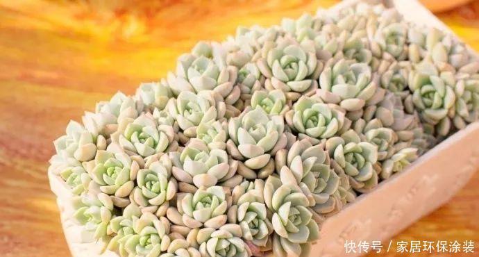 这个花随便掐个枝条就能养爆盆!