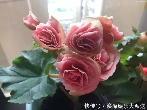 种花|3种花人称“夏必死”,买一盆死一盆,新手小白别忽视