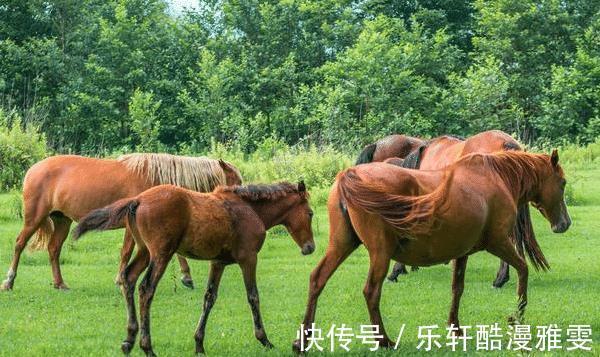 后福|十马九不全是真的吗这几月出生的属马人，后福无穷，家庭安康