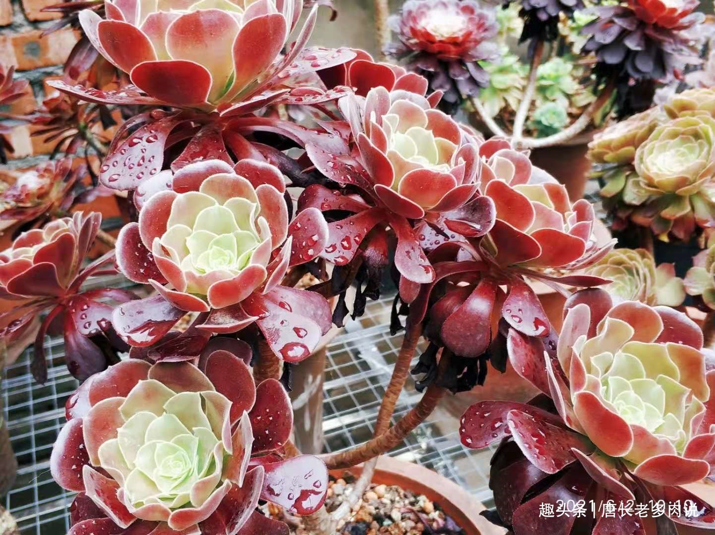 晒伤|多肉法师的叶片下翻先判断是否休眠,再检查有没有其它的问题