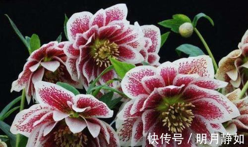 盆栽|4种花颜值超高，漂亮似牡丹，四季有花开，香气怡人，是盆栽佳品