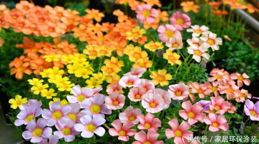 开花最香的4种花,家里养一盆,吉祥富贵,红红火火好运来!