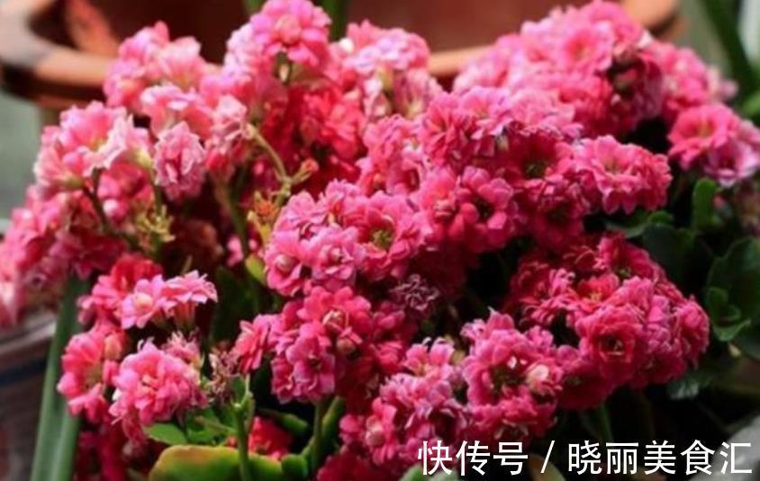 立冬之后养长寿花，赶紧安排2件事，过60天开花爆盆，美极了