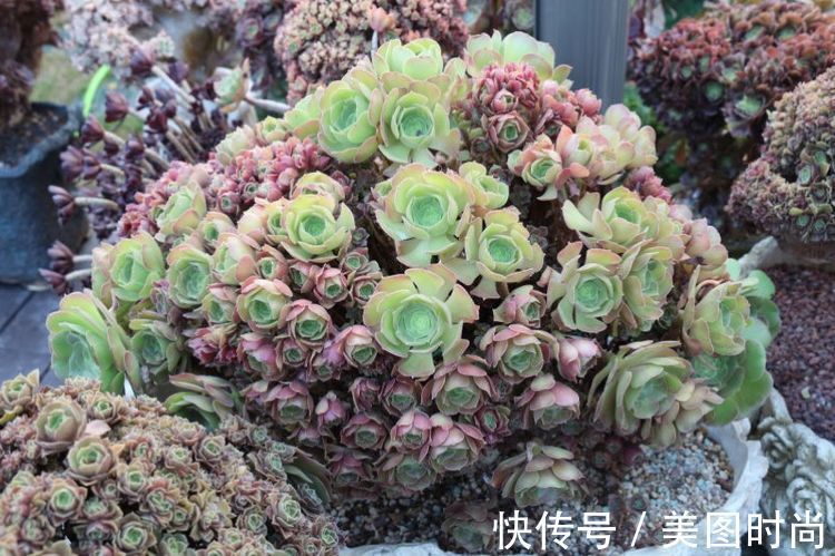 花草|历时一年，在31楼打造300㎡“屋顶花园”，如今美成了仙境