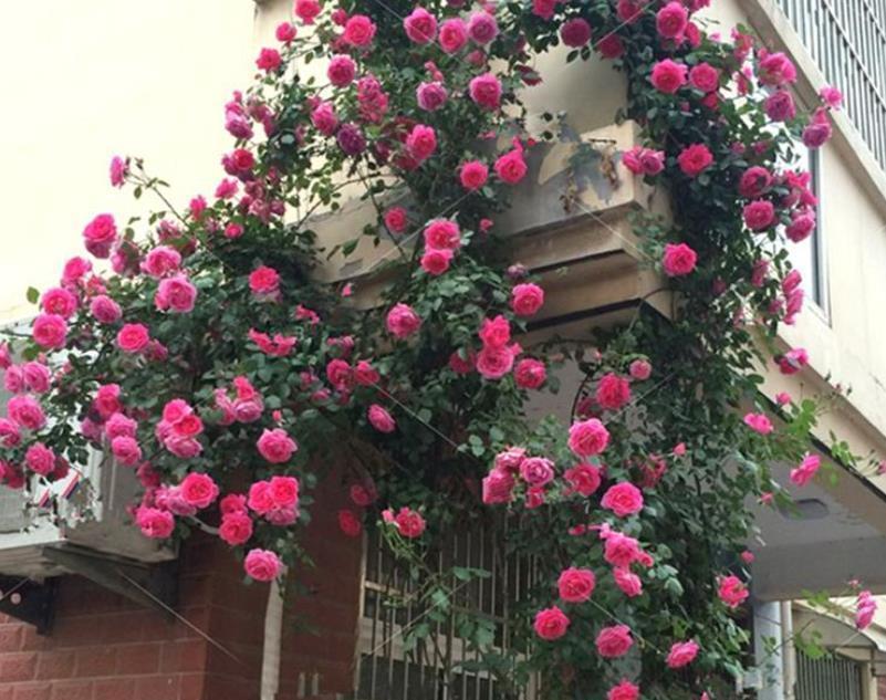 栽种|院子里栽花,选品种是关键,十大藤本月季,美成花海超治愈