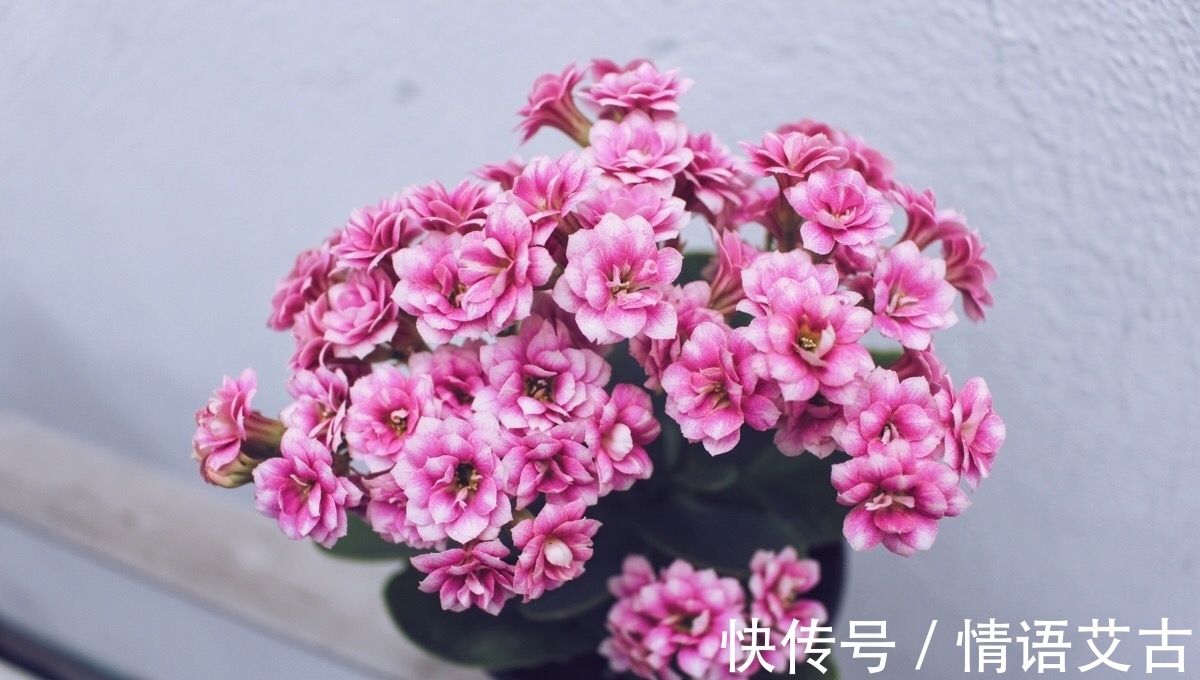 长寿花要想开花美,冬季养护要注意这几点