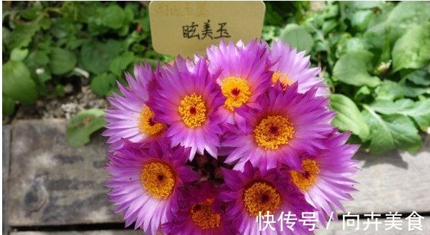 眩美玉|一种开花十分勤快的仙人球,栽下不久即开花,多箭齐发超级漂亮