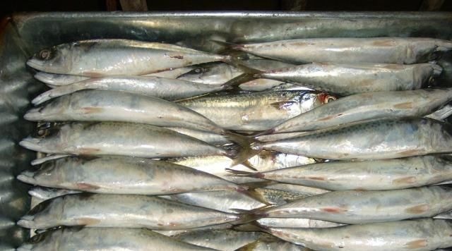 淡水鱼之王,肉质清香肥美,一斤卖54元,可以养殖吗